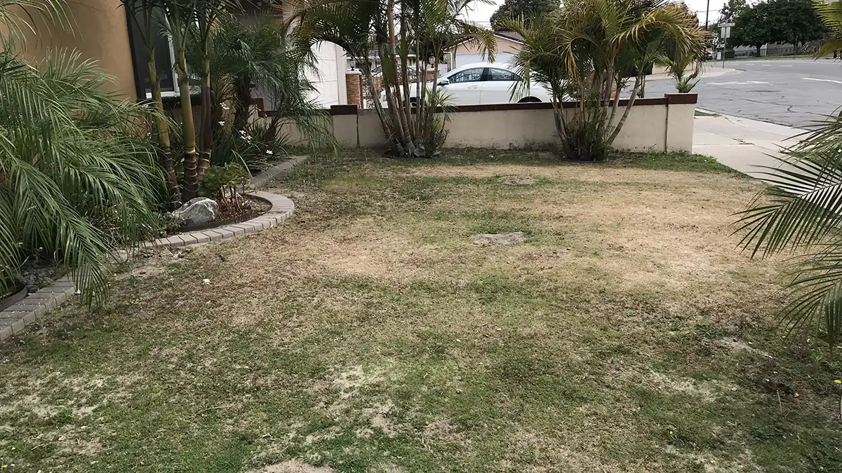 Front yard before: patchy dead lawn